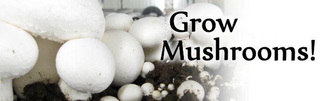 Growing Mushrooms!