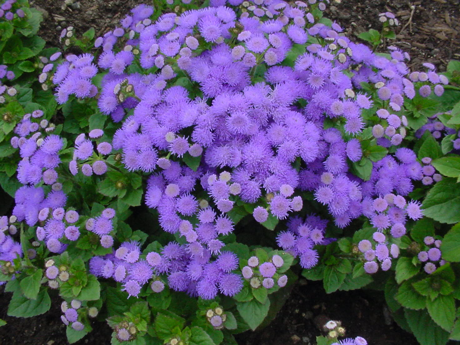 Keep mosquitoes away with ageratum!