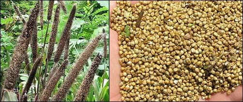 Pearl millet