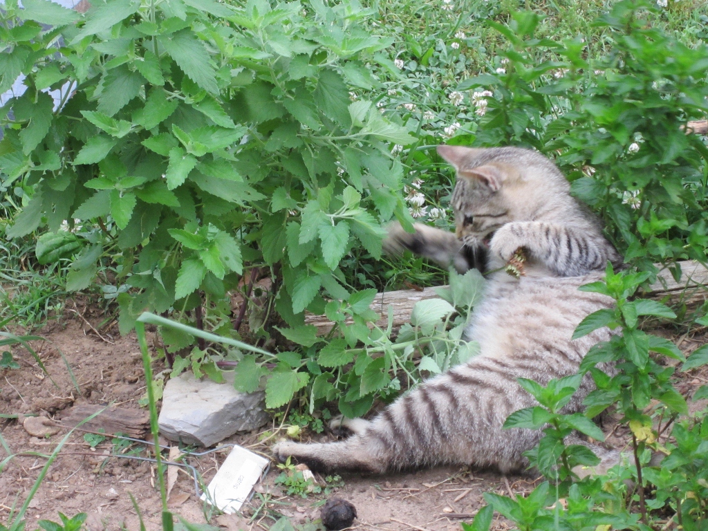 Keep mosquitoes away with Catnip!