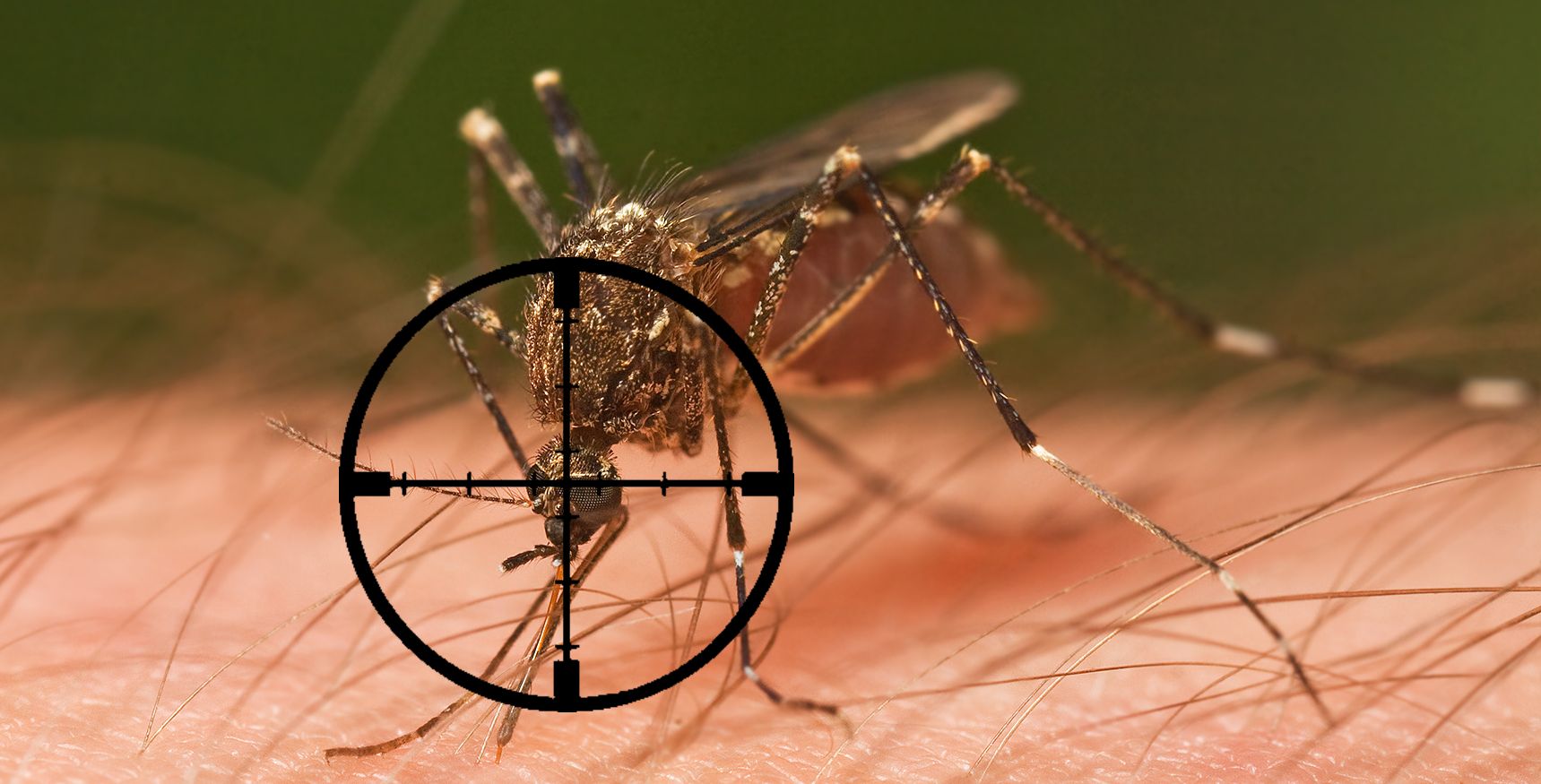 картинки про комаров
